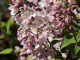 Deutzia purpurascens Kalmiiflora に対する画像結果