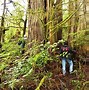 Image result for Biggest Tree in Canada