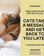 Image result for Cat Breaking Something Quote