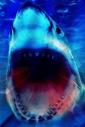 Image result for 3D Shark Wallpaper