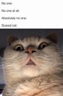 Image result for Scared Floof Cat Meme
