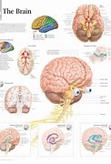 Image result for Brain Chart Printable