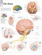 Image result for brain functions animations