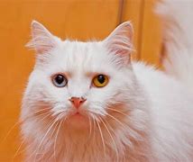 Image result for Patting Cat
