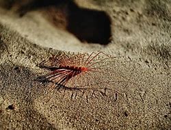 Image result for Cave Insects