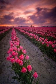 Image result for Beautiful Holland