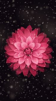 Image result for Pink Floral iPhone Wallpaper