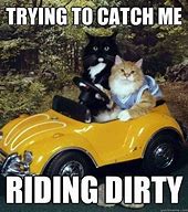 Image result for Dirty Cat Meme Jokes