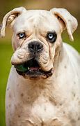 Image result for Boxer bulldog