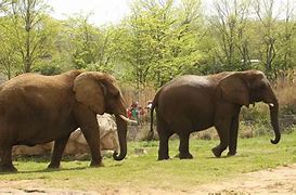 Image result for Zookeeper Elephant