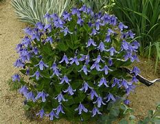 Image result for Clematis integrifolia Blue Ribbons