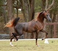 Image result for Liver Chestnut Arabian Horse