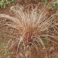 Image result for Carex flagellifera