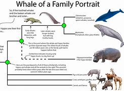 Image result for Whale Evolutionary Tree