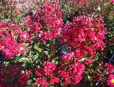 Image result for Lagerstroemia indica ENDURING RED