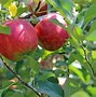 Image result for Hybrid Apple Tree