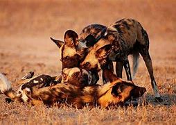 Image result for African Wild Dog Behavior