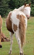 Image result for Paint Horse Racing