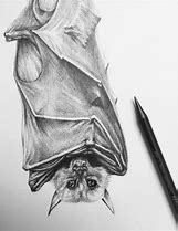 Image result for Albino Bat Drawings