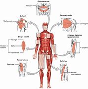 Image result for Avalon Body Structure