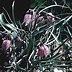 Image result for Fritillaria meleagris