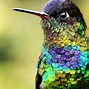 Image result for Threnetes Trochilidae