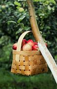 Image result for Farm Apple Basket
