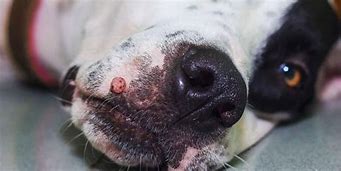 Image result for White Wart On Dog Tongue