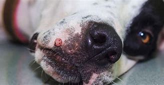 Image result for Viral Papilloma Dog