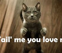 Image result for Cat Pick Up Lines