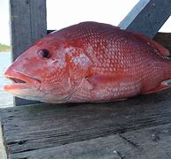 Image result for Redfish with Hook in Mouth
