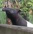 Image result for scared tapir picture