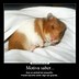 Image result for Hamster On iPod Meme