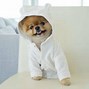 Image result for Jiff the Dog
