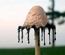 Image result for Ink Cap Mushroom Wallpaper
