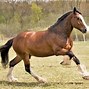 Image result for Black shire Horse