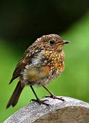 Image result for Baby Robin