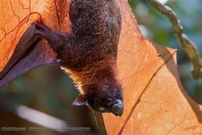 Image result for Upside Down Bat with Wings Spread