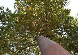 Image result for aguacatillp