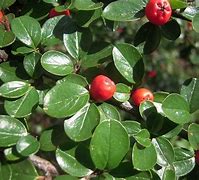 Image result for cotoneaster_integerrimus