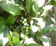 Image result for Pigeon Plum