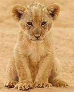 Image result for Cute Lion