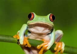 Image result for Smiling Frog 4K