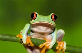 Image result for Frog 4K