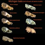 Image result for Lasionycteris Noctivagans