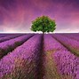 Image result for Lavender Sunset Wallpaper iPhone