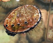 Image result for Black Abalone Shell