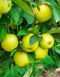 Image result for Large Yellow Apple's