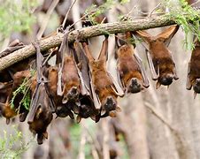 Image result for Little Red Flying Fox