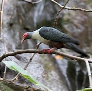 Image result for Gymnophaps Columbidae